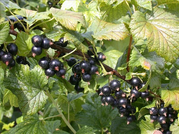Ribes nigrum 'Dr. Bauers Ometa'(s)