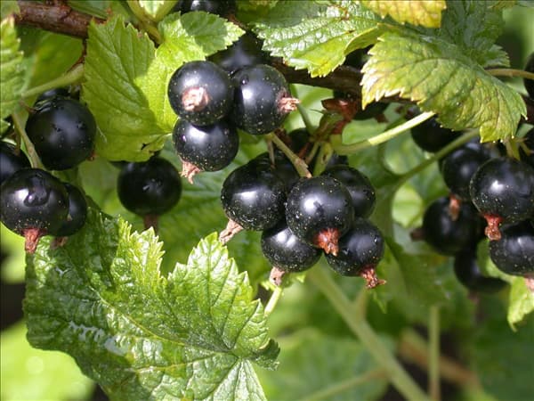 Ribes nigrum 'Dr. Bauers Ometa'(s)