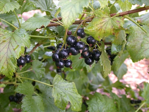 Ribes nigrum 'Dr. Bauers Ometa'(s)