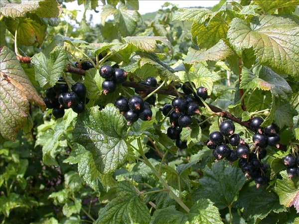 Ribes nigrum 'Dr. Bauers Ometa'(s)