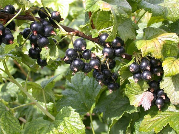 Ribes nigrum 'Dr. Bauers Ometa'(s)