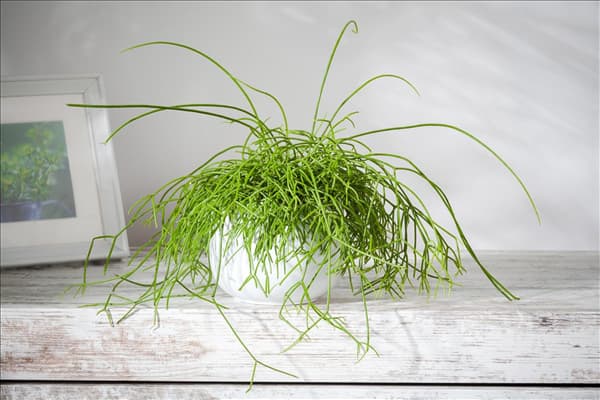 Rhipsalis baccifera