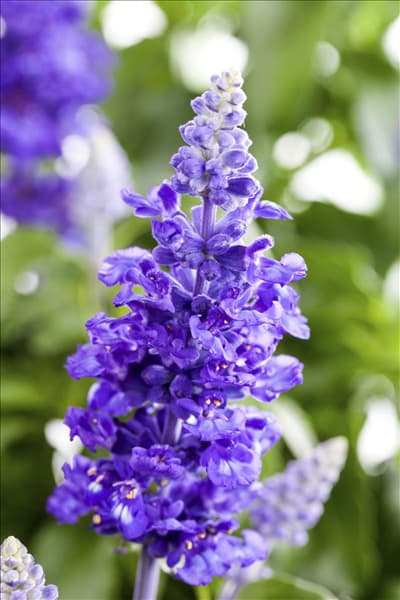 Salvia farinacea