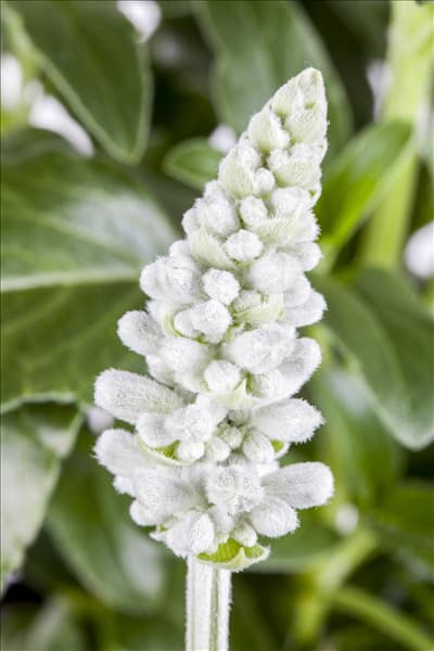 Salvia farinacea