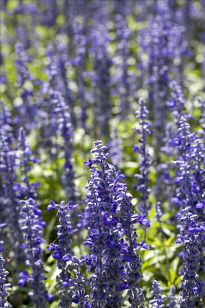 Salvia farinacea 'Sallyfun'™