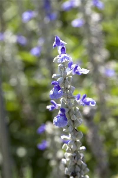 Salvia farinacea