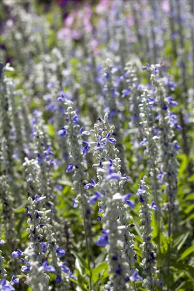 Salvia farinacea