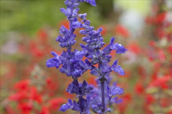 Salvia farinacea 'Victoria'