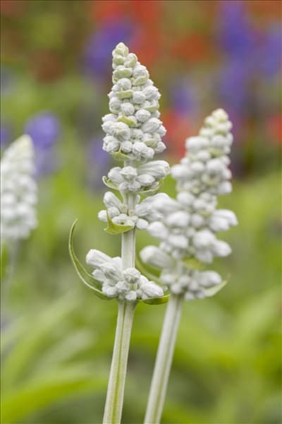 Salvia farinacea