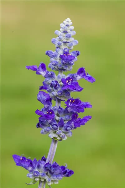 Salvia farinacea