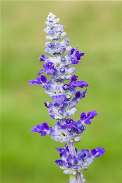Salvia farinacea
