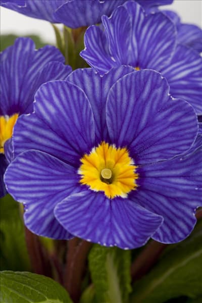Primula vulgaris 'Zebra Blue'