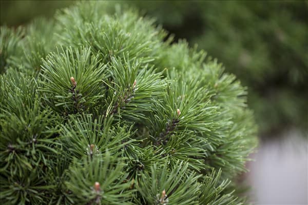 Pinus mugo 'Mops'