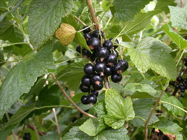 Ribes nigrum 'Titania'(s)
