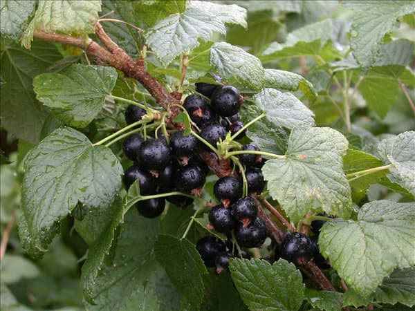 Ribes nigrum 'Titania'(s)