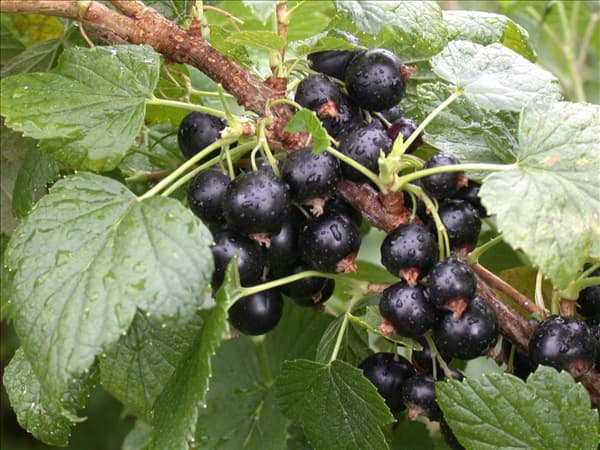 Ribes nigrum 'Titania'(s)
