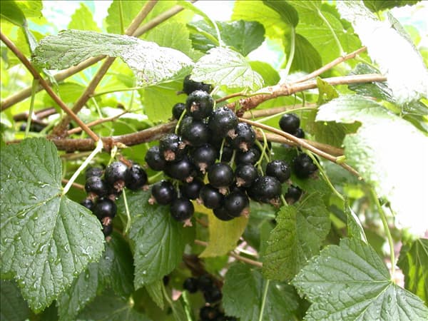 Ribes nigrum 'Titania'(s)