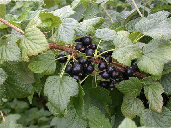 Ribes nigrum 'Titania'(s)