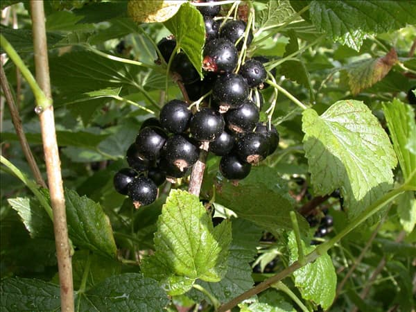 Ribes nigrum 'Titania'(s)