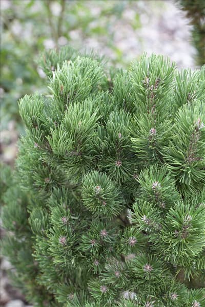 Pinus mugo 'Picobello'
