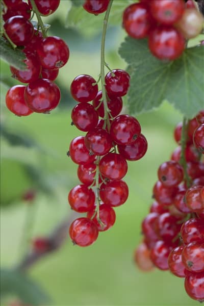 Ribes rubrum