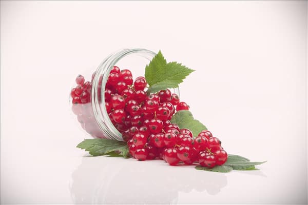 Ribes rubrum