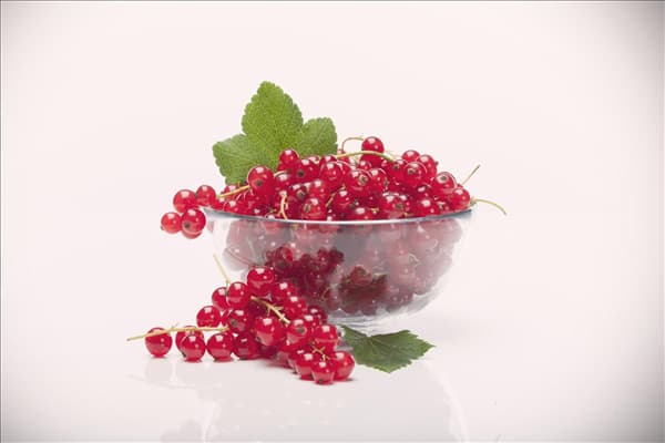 Ribes rubrum