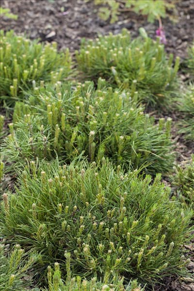 Pinus mugo subsp. mughus