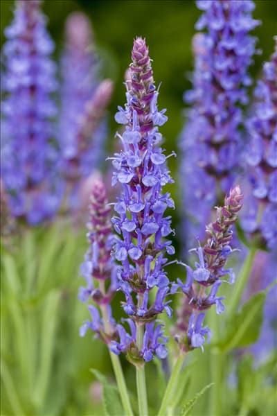 Salvia nemorosa 'Blauhügel'
