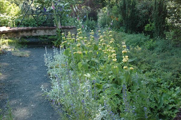 Phlomis russeliana