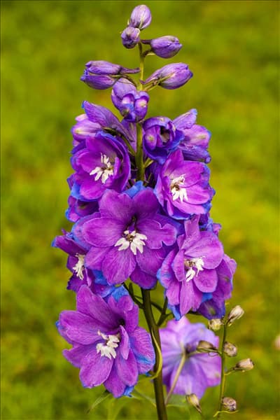 Delphinium