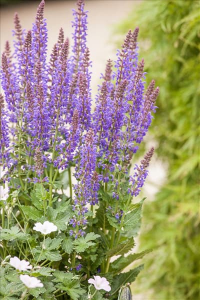 Salvia superba 'April Night'