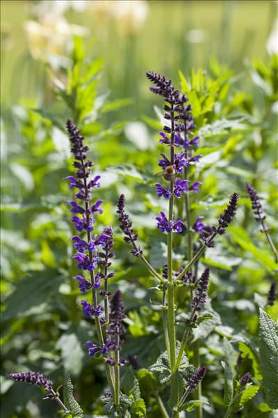 Salvia nemorosa 'Mainacht'