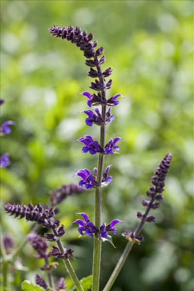 Salvia nemorosa 'Mainacht'
