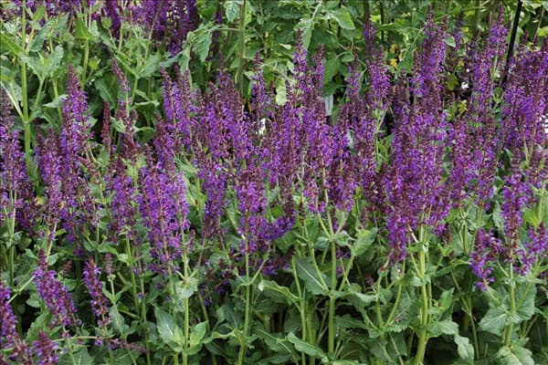 Salvia nemorosa 'Mainacht'