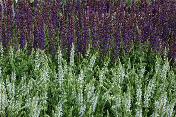 Salvia nemorosa 'Mainacht'