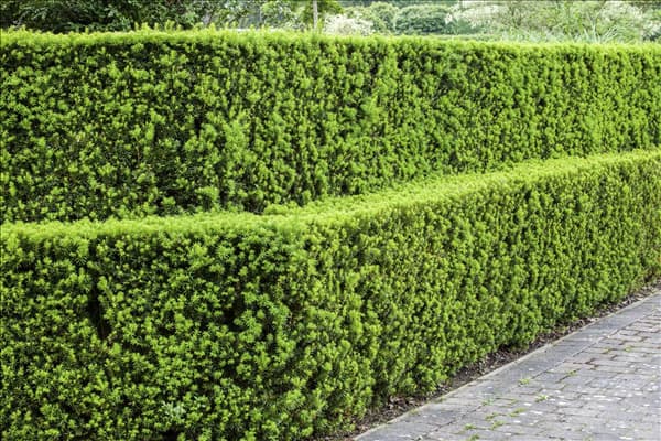 Taxus baccata