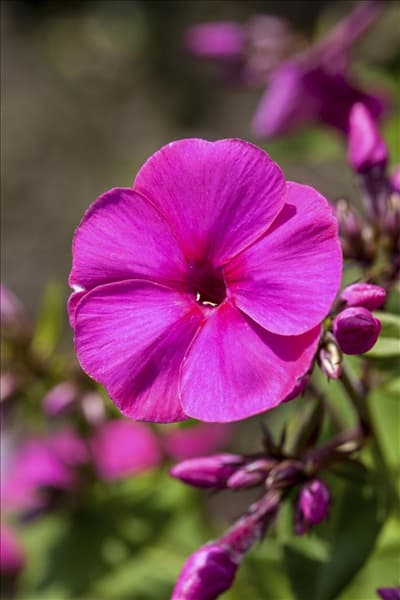 Phlox paniculata