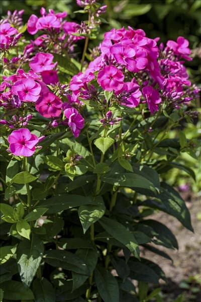 Phlox paniculata