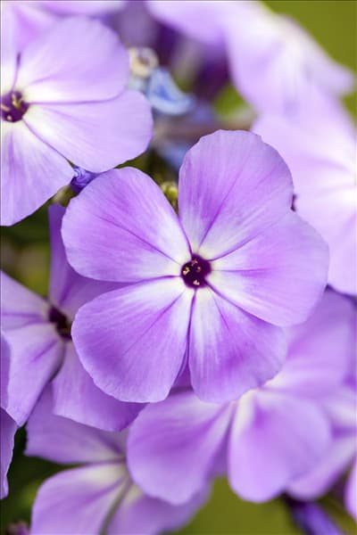Phlox paniculata