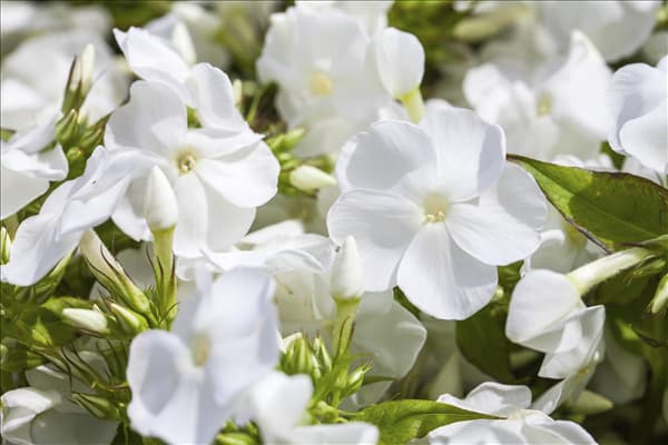 Phlox paniculata