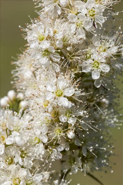 Sorbaria sorbifolia