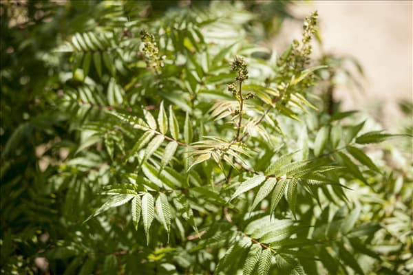 Sorbaria sorbifolia