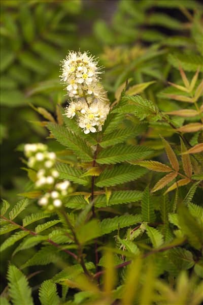 Sorbaria sorbifolia 'Sem'(s)