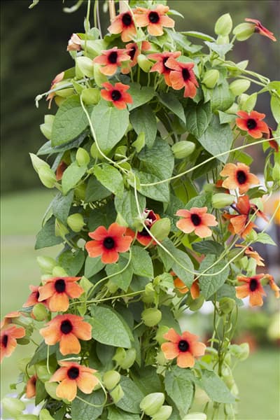 Thunbergia alata