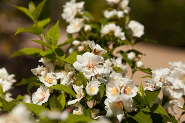 Philadelphus x virginalis