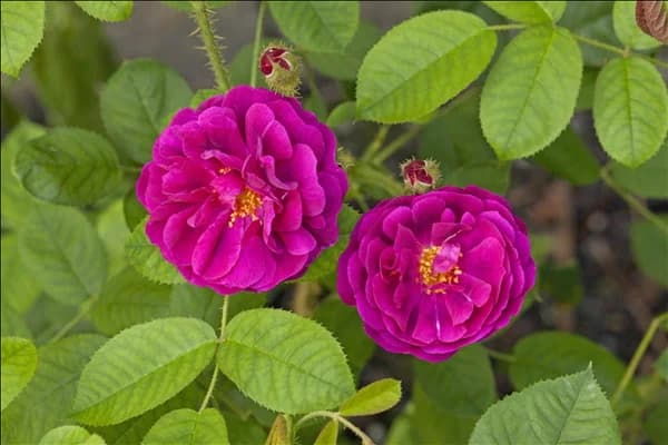 Rosa x centifolia