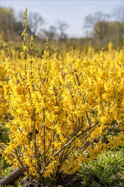 Forsythia x intermedia