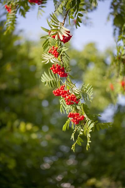 Sorbus aucuparia