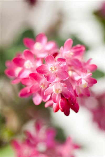Ribes sanguineum